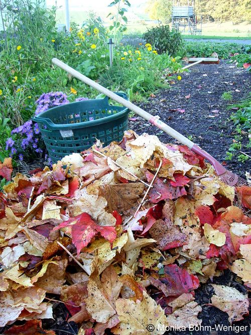 Wohin Mit Dem Herbstlaub Kompostierbares Umweltgerecht Entsorgen